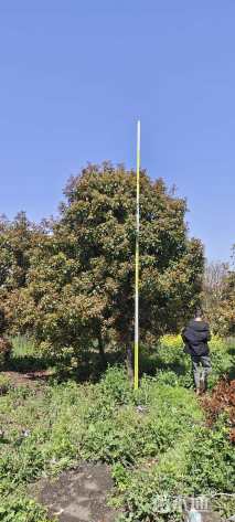 10公分红叶石楠