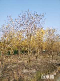 13公分黄花风铃木