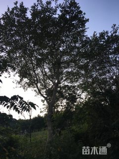 高度800厘米大红紫薇