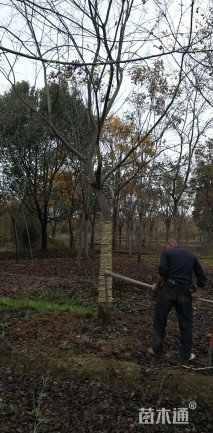 15公分朴树