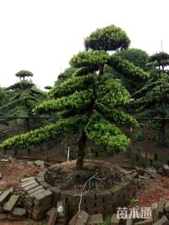 12公分造型罗汉松