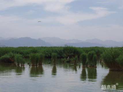 高度300厘米芦苇