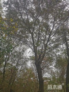 58公分朴树
