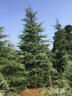 原生苗雪松