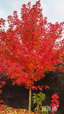 5公分美国红枫-红冠