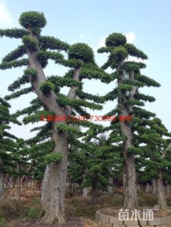 22公分造型榆树