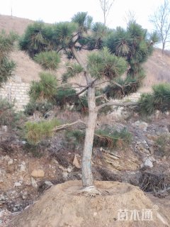 18公分造型黑松