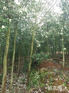 15公分深山含笑