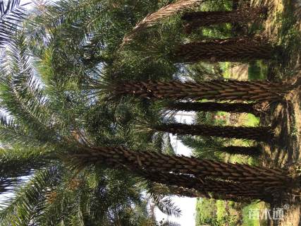 裸干高400厘米银海枣