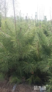 高度1500厘米油松