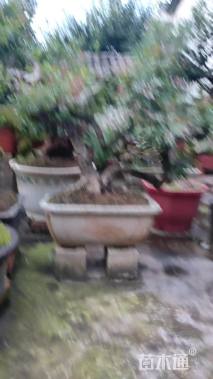 高度130厘米青香木