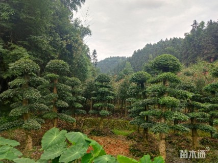 高度2厘米小叶女贞