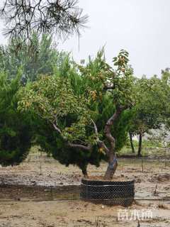 20公分龙爪柿子树