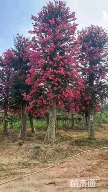 高度4.5厘米红花紫薇