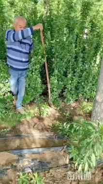 高度150厘米北海道黄杨