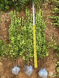 高度120厘米北海道黄杨