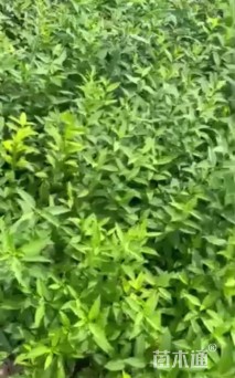 高度50厘米连翘小苗