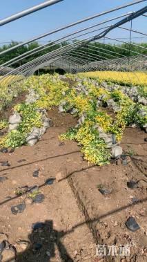 高度45厘米金森女贞