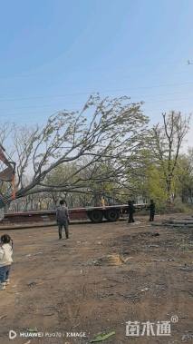 28公分造型朴树