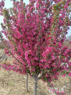 15公分北美海棠