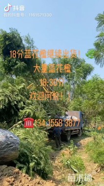 15公分蓝花楹