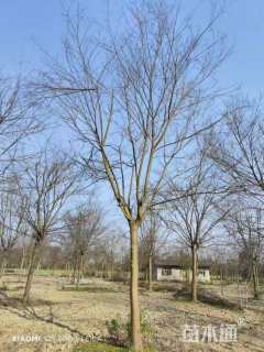 25公分朴树