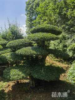 30公分对节白蜡
