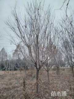 15公分高杆樱花