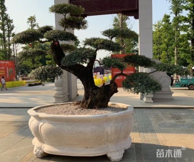 高度2500厘米尖叶木樨榄