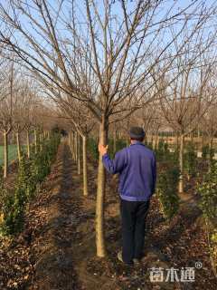 9公分高杆染井吉野樱