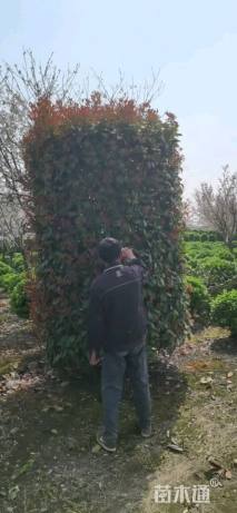 高度300厘米红叶石楠柱