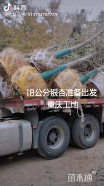 22公分丛生银杏