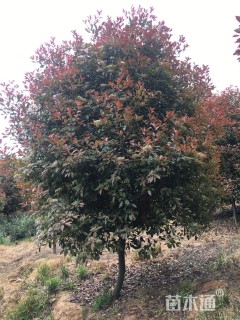 17公分红叶石楠