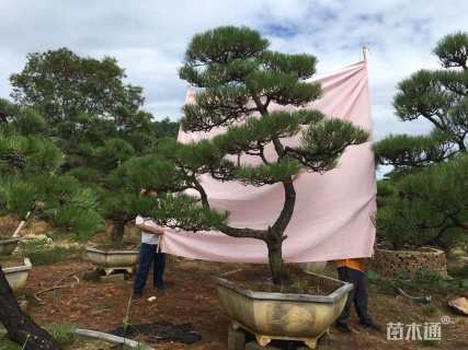 14公分造型黑松