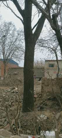 40公分国槐