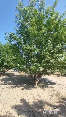 高度7厘米丛生白蜡