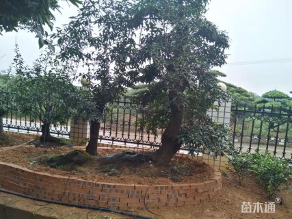 高度270厘米金弹子