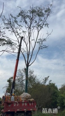15公分黄山栾树