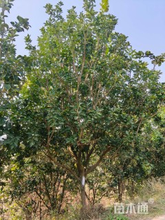 25公分朴树
