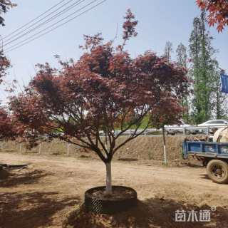 15公分日本红枫