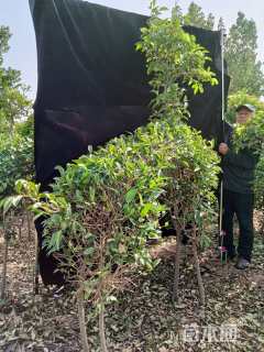 5公分造型大叶女贞