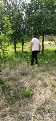 高度1000厘米蜜柚