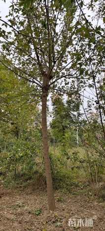 18公分金叶复叶槭