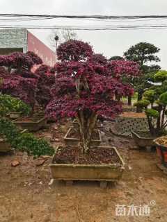 容器苗造型罗汉松