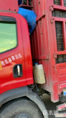 高度30厘米郁金香