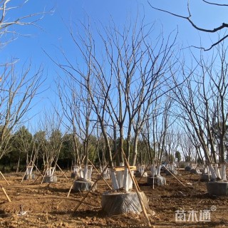 60公分(5杆)丛生朴树