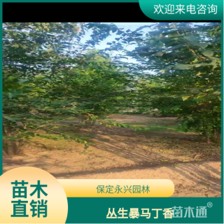 高度500厘米丛生暴马丁香