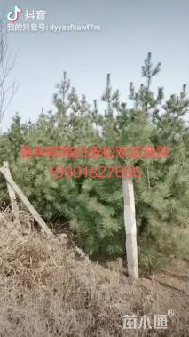 高度222厘米白皮松