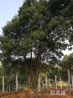 30公分(3杆)丛生香樟