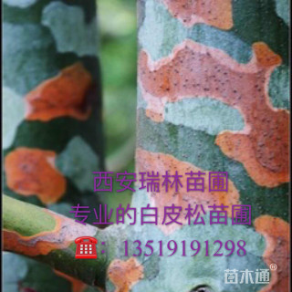 高度500厘米白皮松